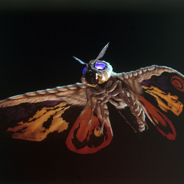 モスラ（成虫）